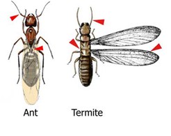 Side-by-Side Comparison Between Ant and Termite Bodies, Highlighting Antenna Shape and Wings
