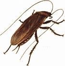 A Brown Cockroach with Long Antennae and Legs Isolated on a White Background