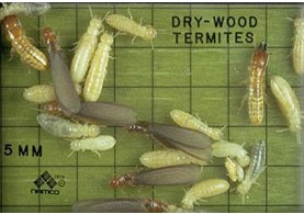 Drywood Termites at Different Life Stages are Shown on a Measuring Grid