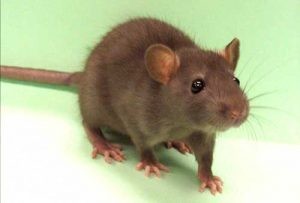 A Brown Rat is Standing on a Light Green Background