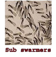 A Group of Subterranean Termite Swarmers Clustered Together