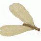 A Winged Drywood Termite with Pale Wings is Isolated on a White Background