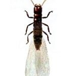 A Winged Termite Alate is Shown Against a White Background